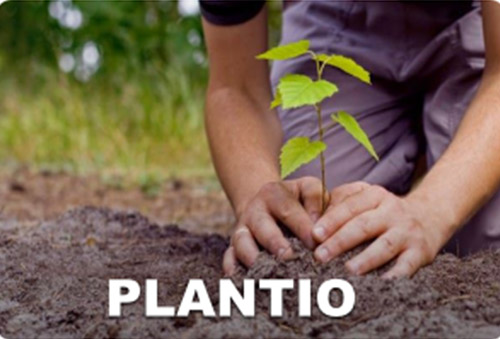 plantio